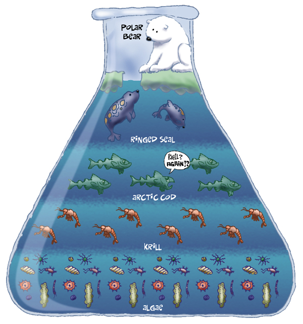 ocean food chain worksheet. sea food chain for kids